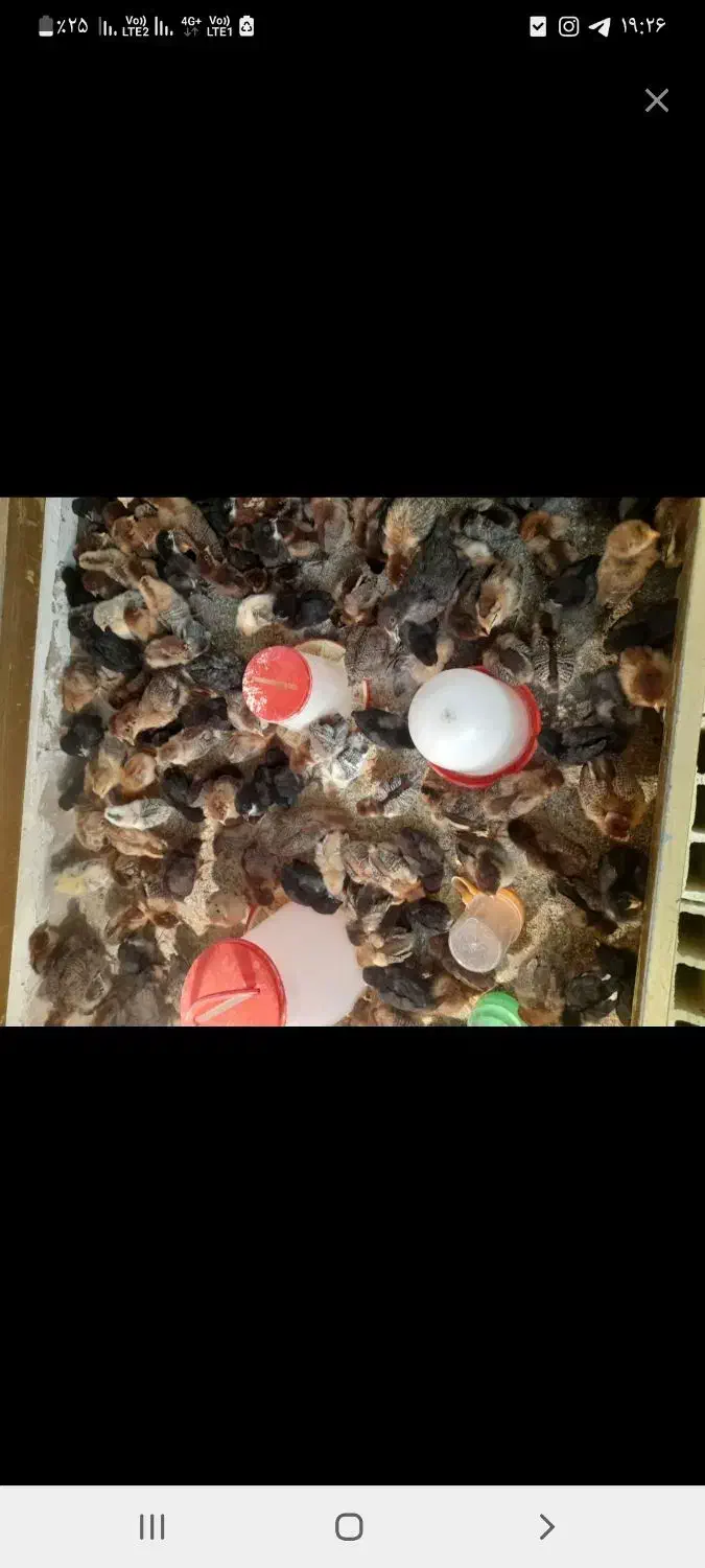 خروس محلی|حیوانات مزرعه|دهج, |دیوار