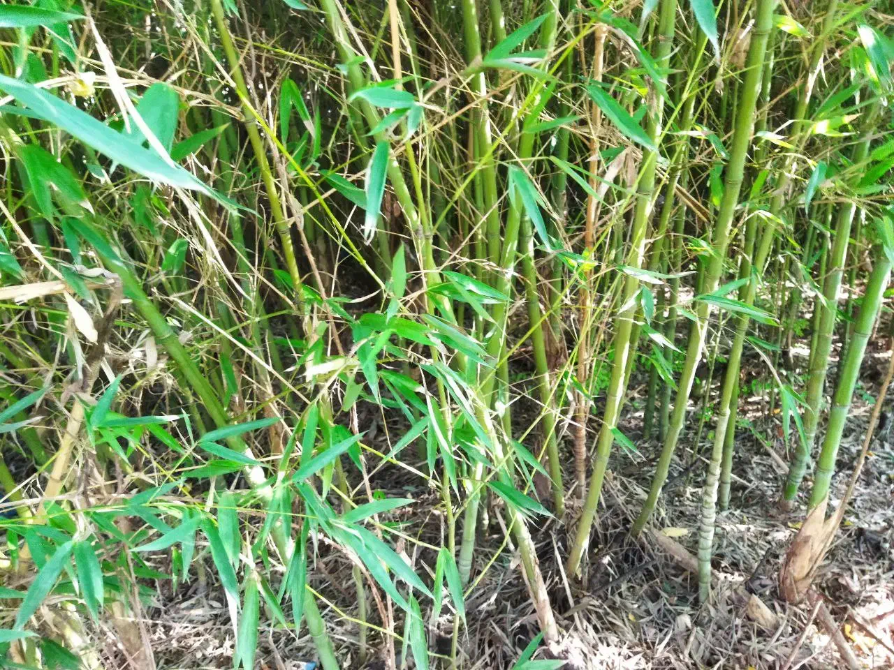 فروش بامبو|گل و گیاه طبیعی|شلمان, |دیوار