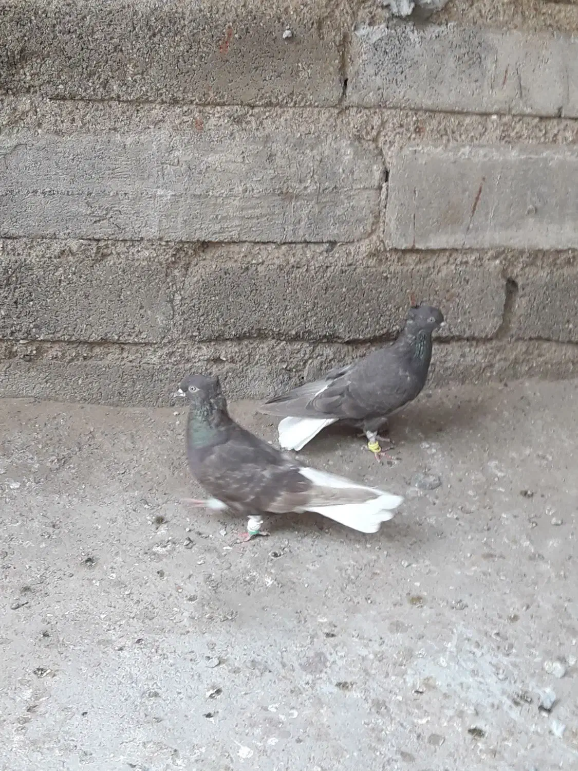 کبوتر|پرنده|سوسنگرد, |دیوار