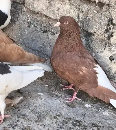 دم‌سفید پرشی|پرنده|فیروزه, |دیوار