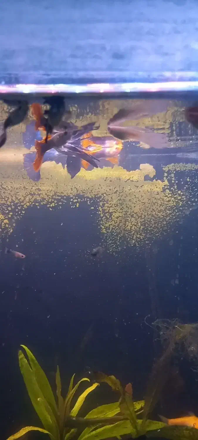 ماهی گوپی آکواریوم|ماهی|نقده, |دیوار