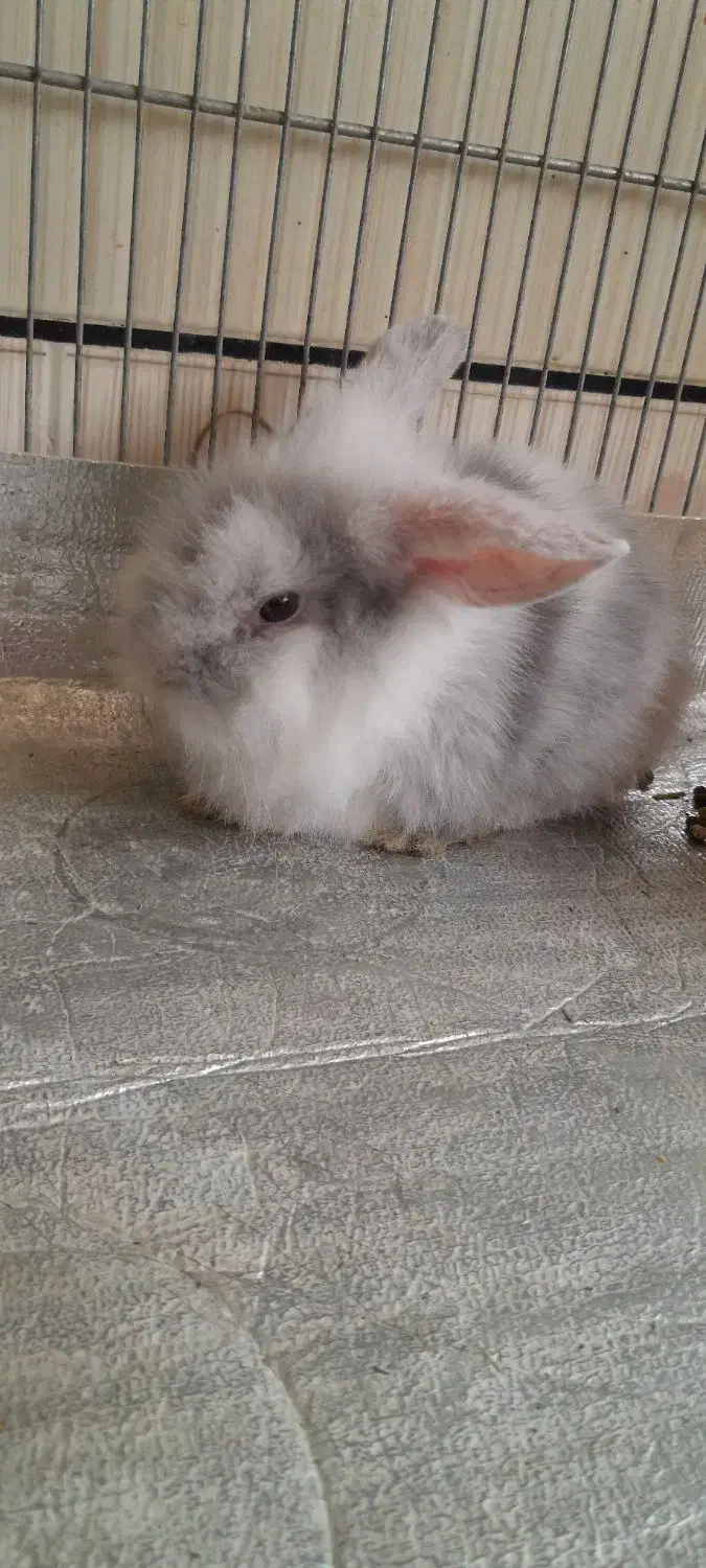 خرگوش ترک اصیل|موش و خرگوش|پیر بکران, |دیوار