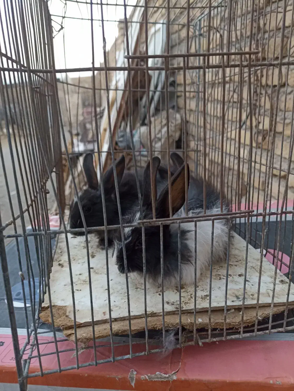 بچه خرگوش نروماده|موش و خرگوش|تربتحیدریه, پایانه مسافربری تربت حیدریه|دیوار