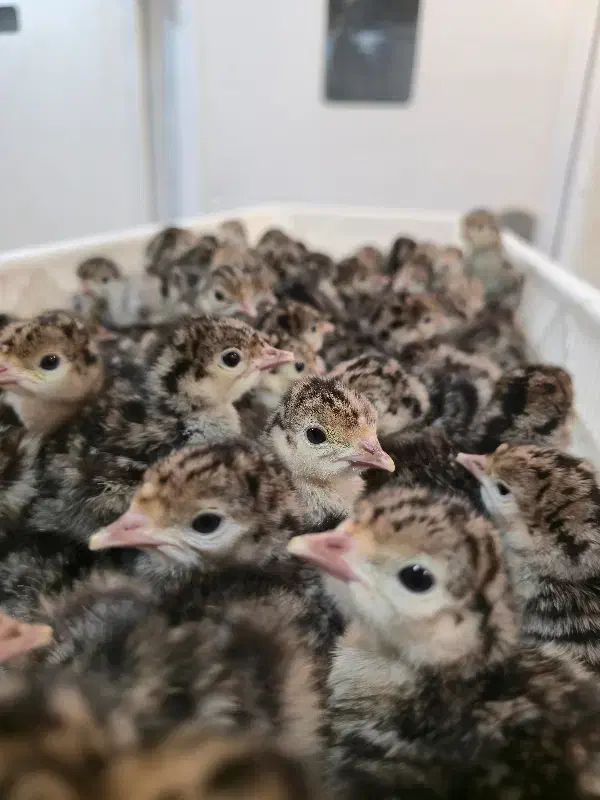 جوجه یکروزه و سی روزه بوقلمون|حیوانات مزرعه|ورامین, ورامین|دیوار