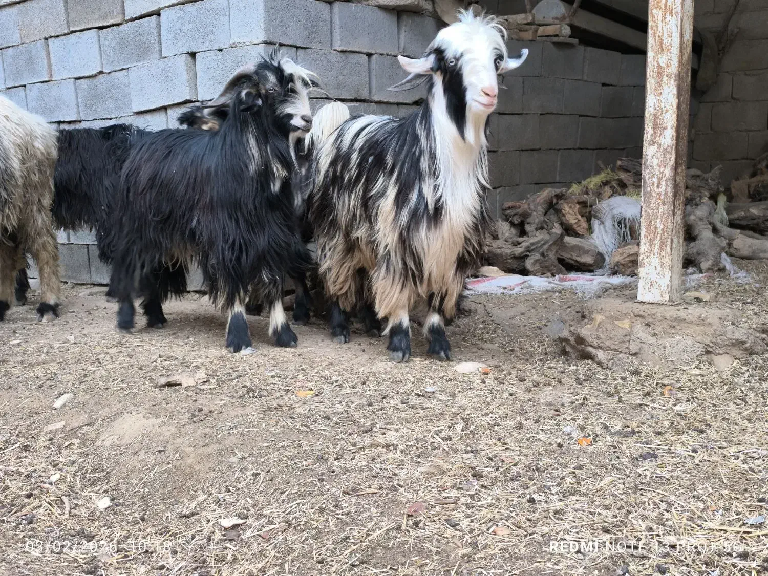 8 راس بیگ چاق|حیوانات مزرعه|شوشتر, |دیوار