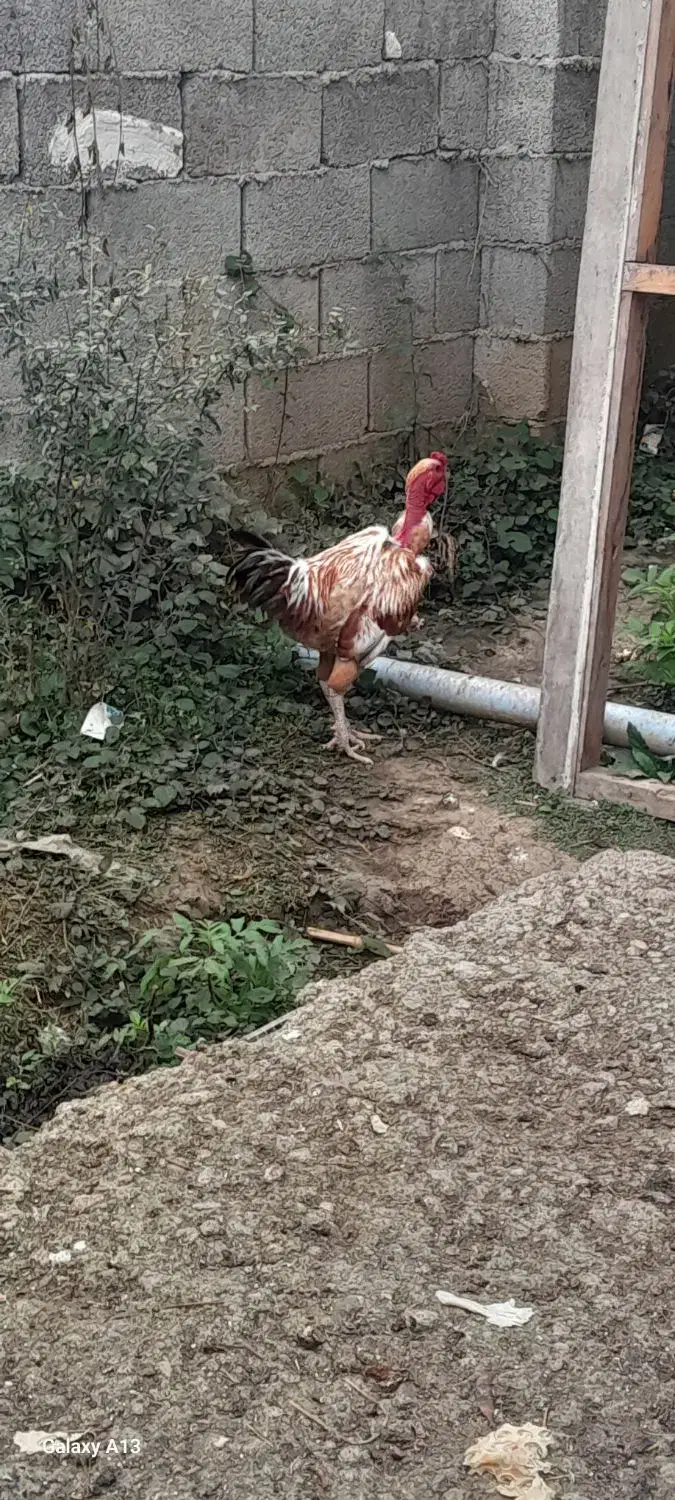 کبابی محلی با خروس لاری دورگ گردن لختی|حیوانات مزرعه|گوراب زرمیخ, |دیوار