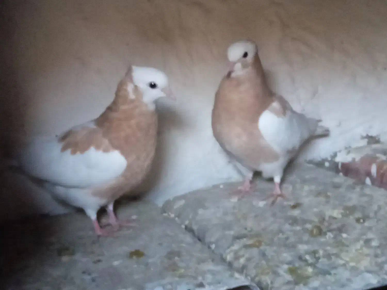 بهبهانی ارسنجان|پرنده|ارسنجان, |دیوار