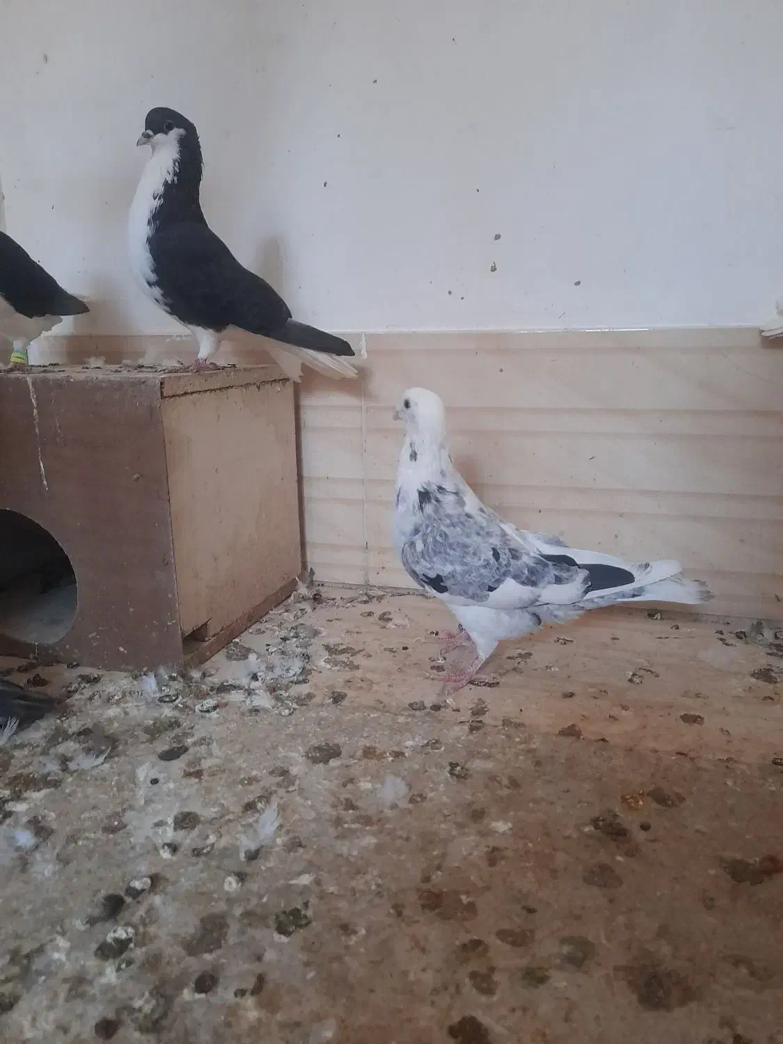 کبوتر|پرنده|خلیل آباد, |دیوار