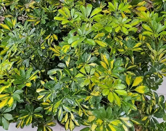 حراج گل های آپارتمانی|گل و گیاه طبیعی|اصفهان, پوریای ولی|دیوار