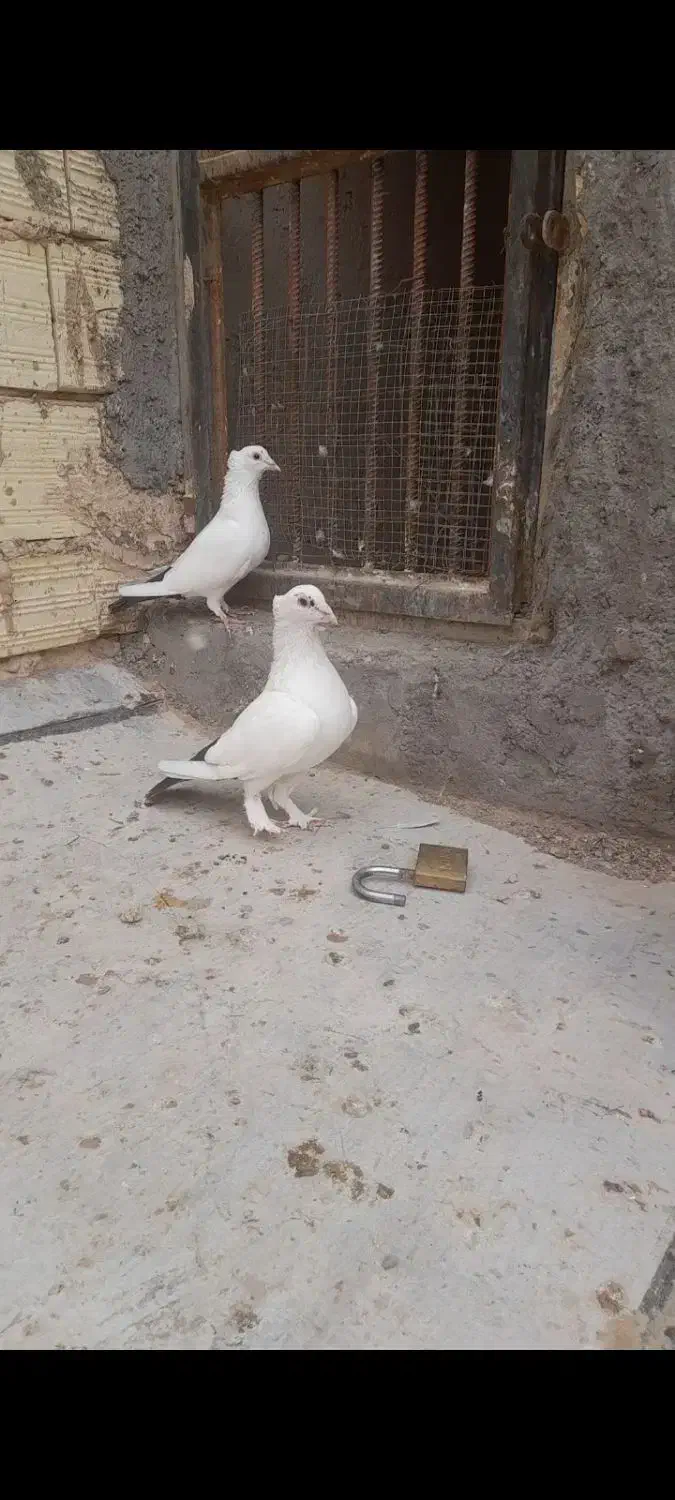 دم سیاه کلاهی و کوسه عتیقه|پرنده|کرمان, |دیوار