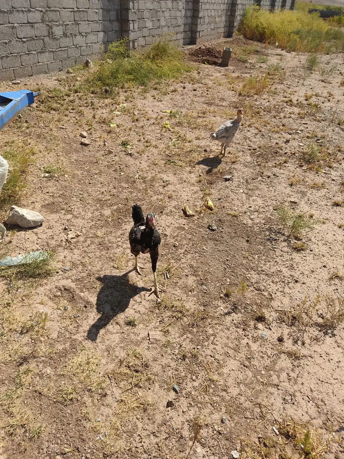 فروش قفس و مرغ و خروس|حیوانات مزرعه|خوی, |دیوار