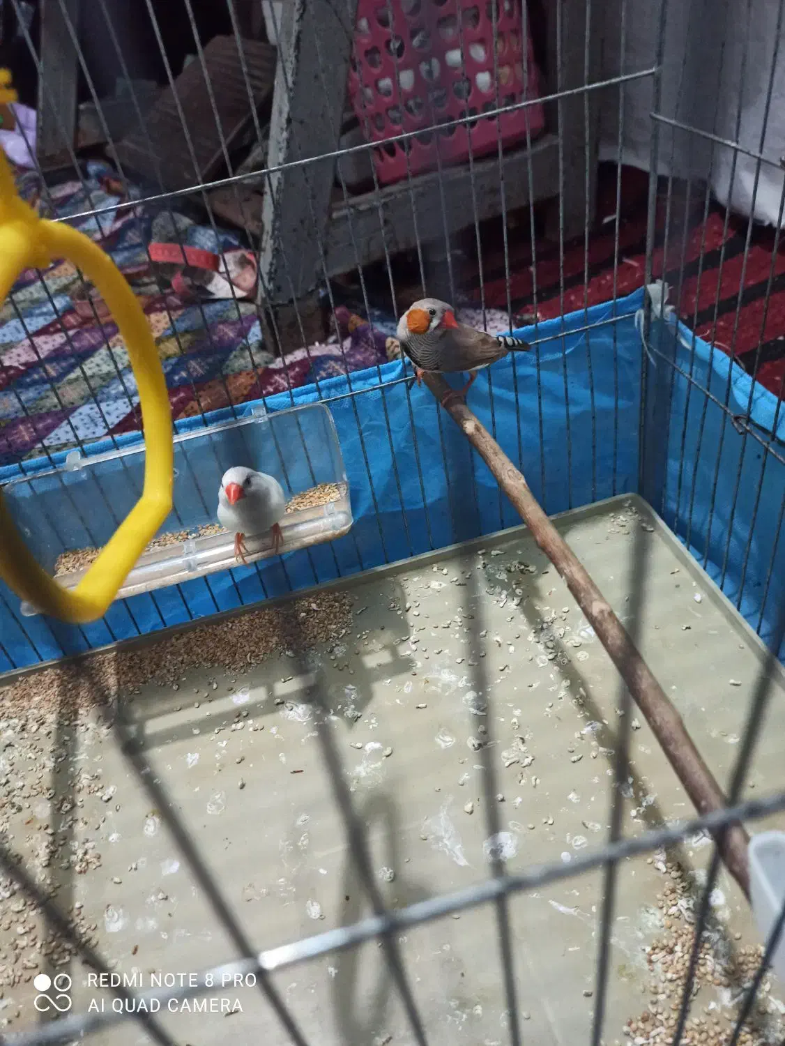 ی جفت فنچ|پرنده|کرج, خرمدشت|دیوار