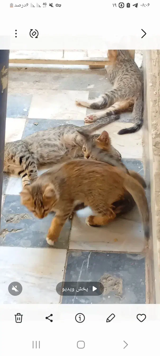 واگذارئ رایگِان چند تا بچه گربه|گربه|خوانسار, |دیوار