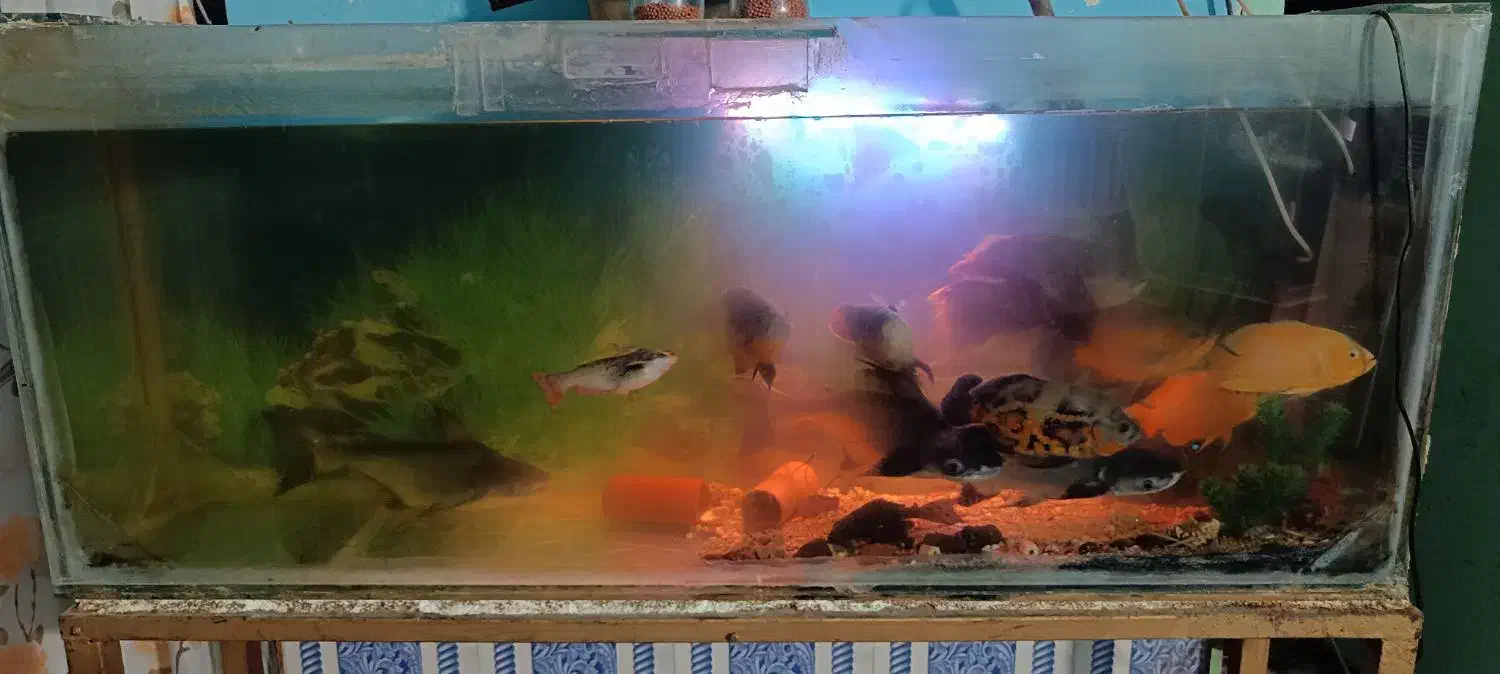 فروش آکواریوم ماهی با تمام وسایل|ماهی|چابهار, |دیوار