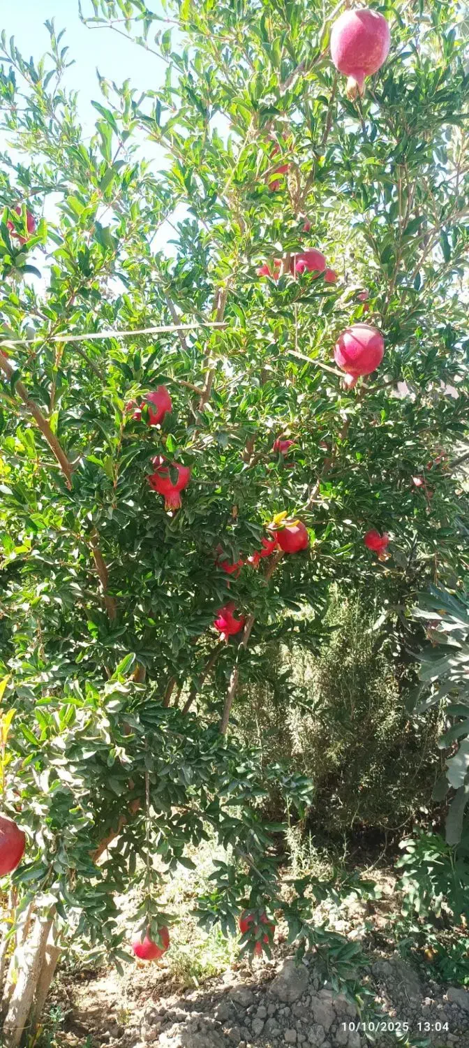 نهال انار صادراتی باکیفیت|خدمات باغبانی و درختکاری|گناباد, |دیوار