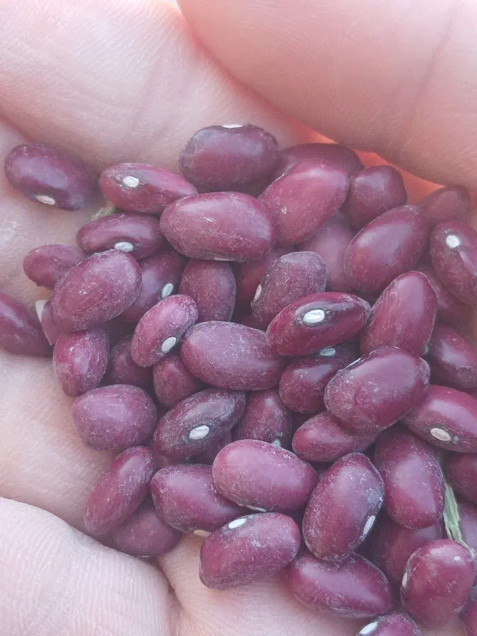 لوبیا قرمز|خوردنی و آشامیدنی|قم, شهر قائم|دیوار