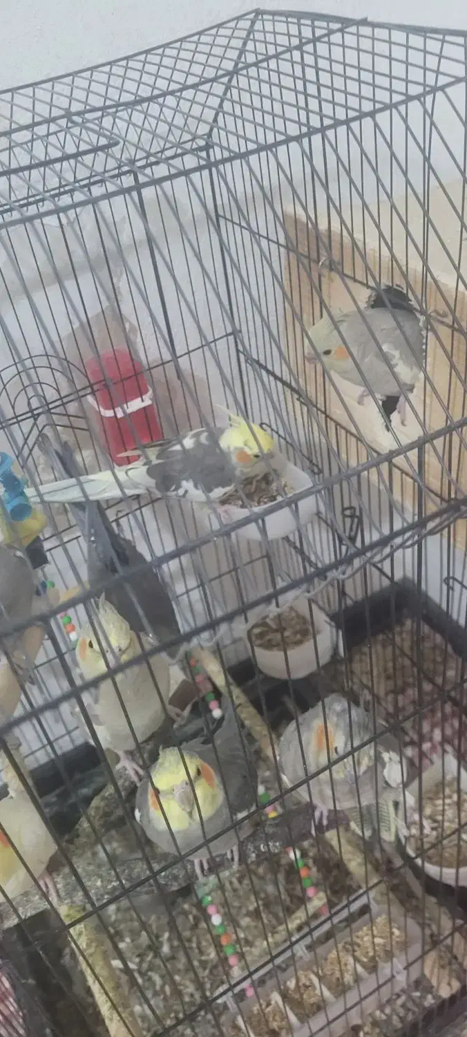 عروس هلندی نروماده|پرنده|صدرا-فارس, فاز ۲|دیوار