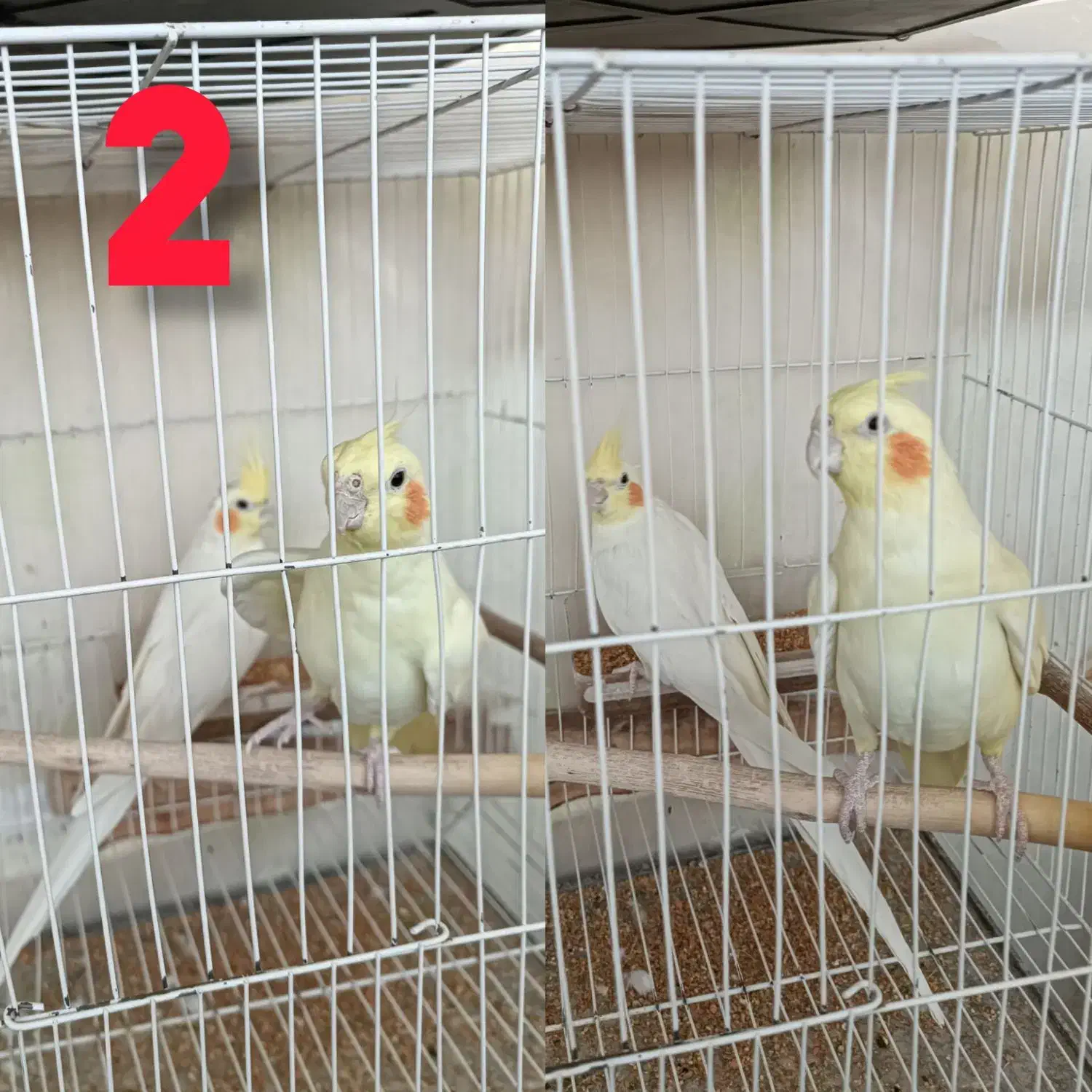 چندین جفت عروس هلندی فروشی|پرنده|تربت‌حیدریه, شهرک ولیعصر|دیوار