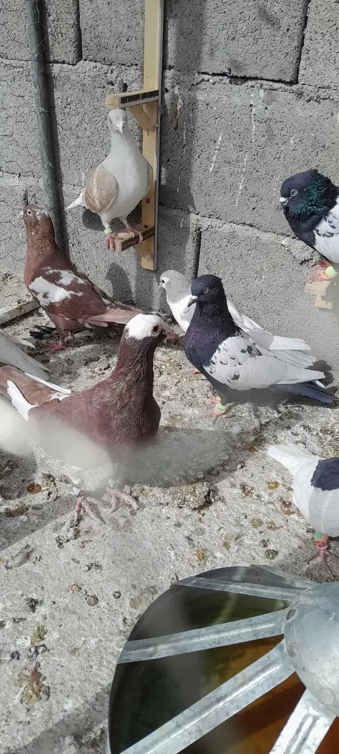 پلنگ، کویتی امری|پرنده|کاشمر, |دیوار