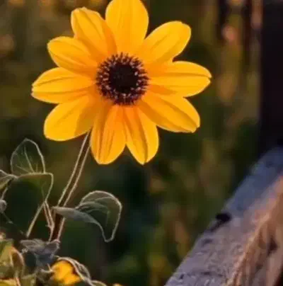 راهنمایی کنید|فعالیت داوطلبانه تحقیقاتی|یزد, |دیوار