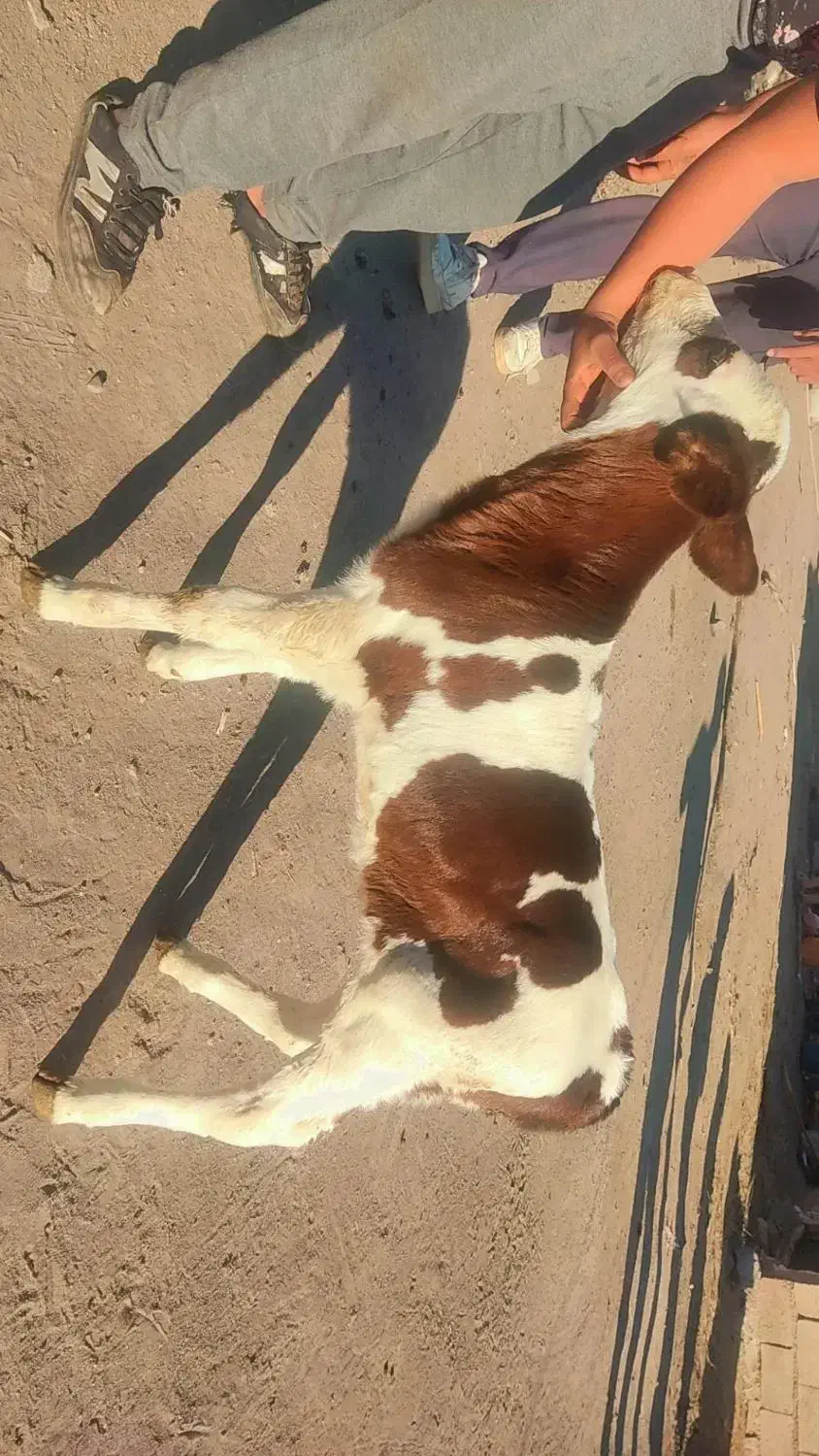 گوساله سیمنتال نر پنج روزه|حیوانات مزرعه|اهر, |دیوار