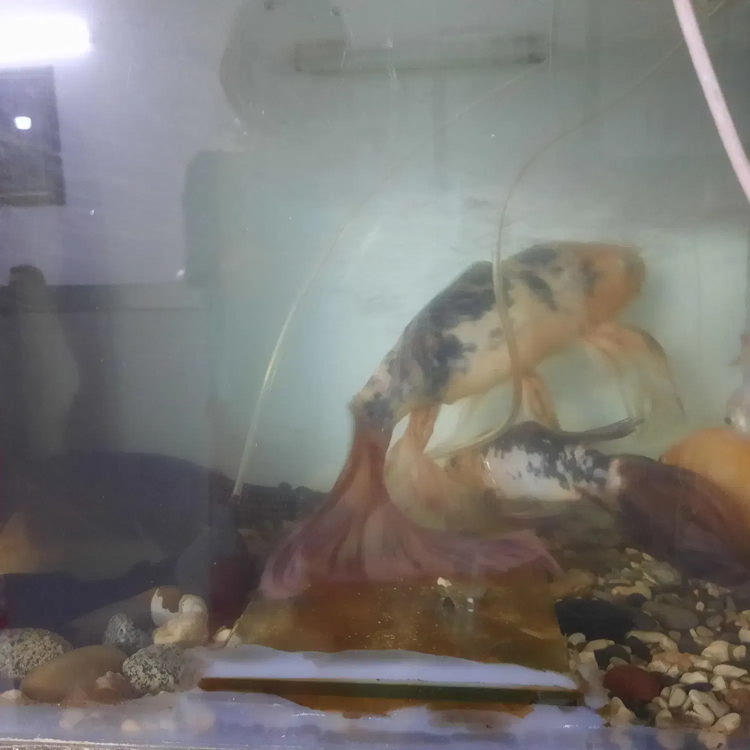 ماهی کوی ۲عدد|ماهی|مشهد, حجت|دیوار