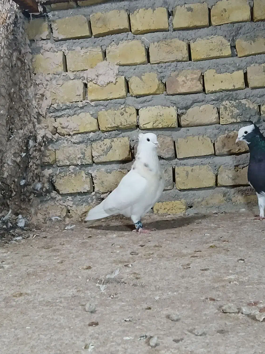 طوقی|پرنده|یزد, |دیوار