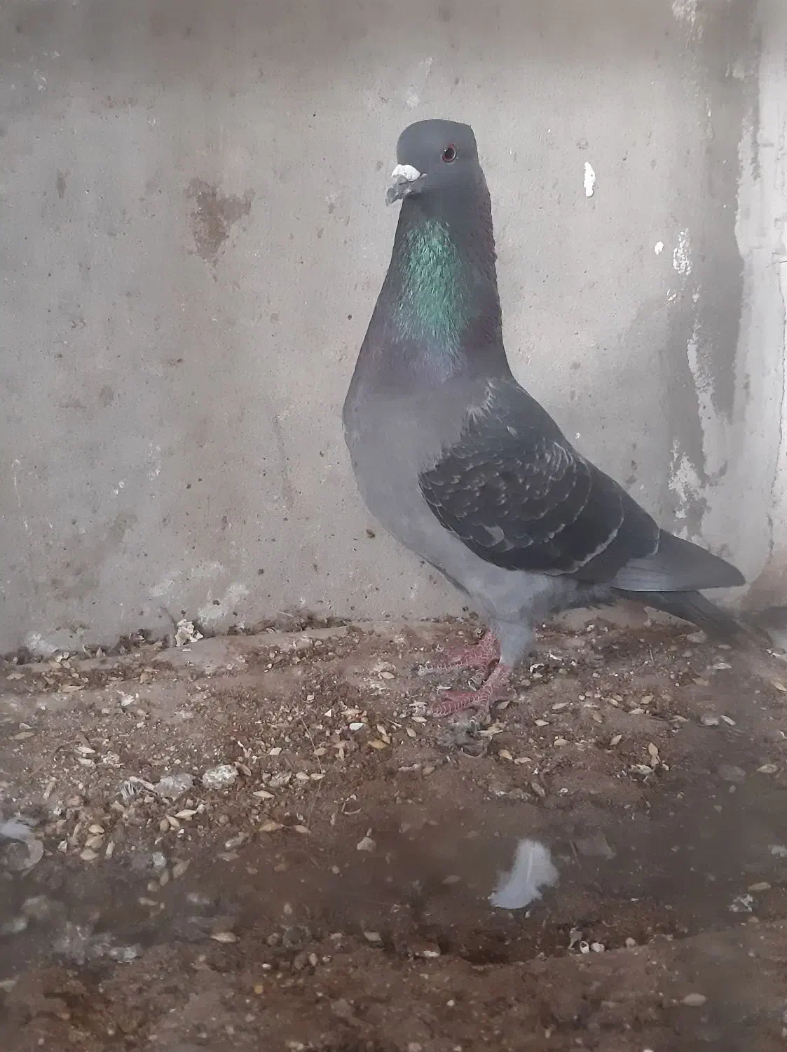 کبوتر|پرنده|خورموج, |دیوار