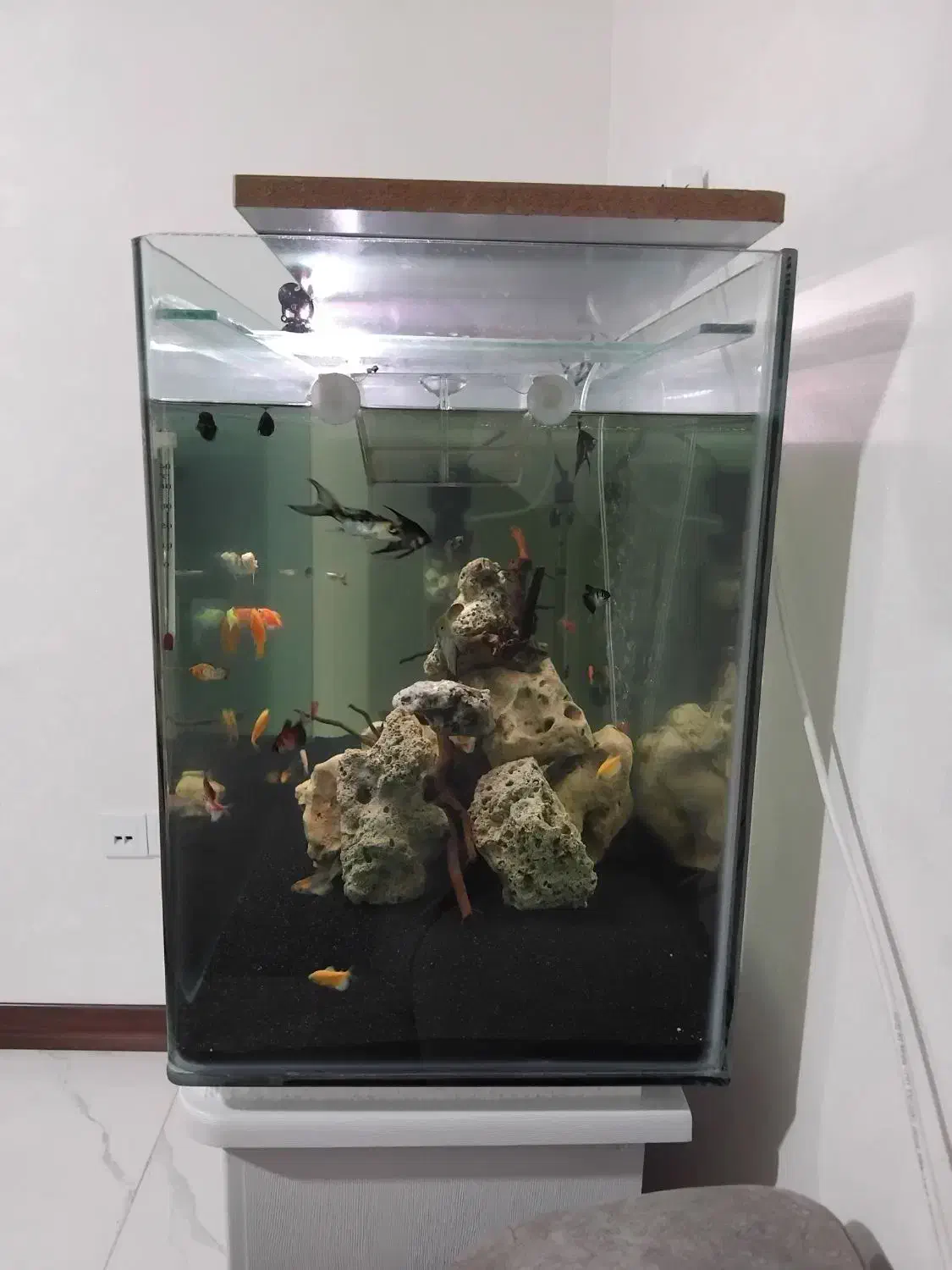 آکواریوم شیشه خم|ماهی|اسلامشهر, شهرک قائمیه|دیوار