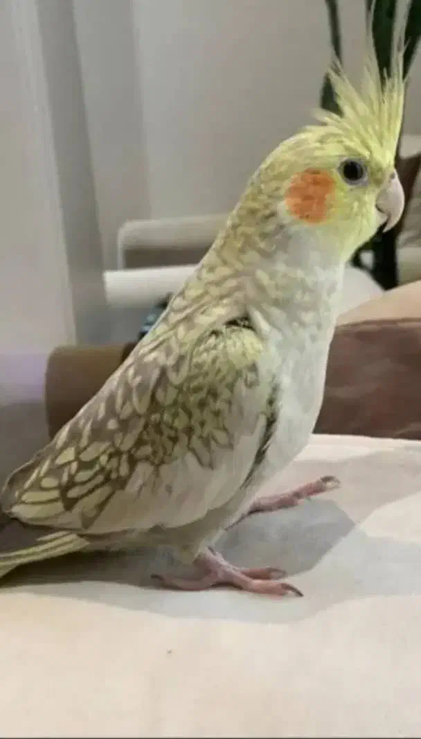 عروس هلندی|پرنده|اندیشه, شهرک مریم|دیوار