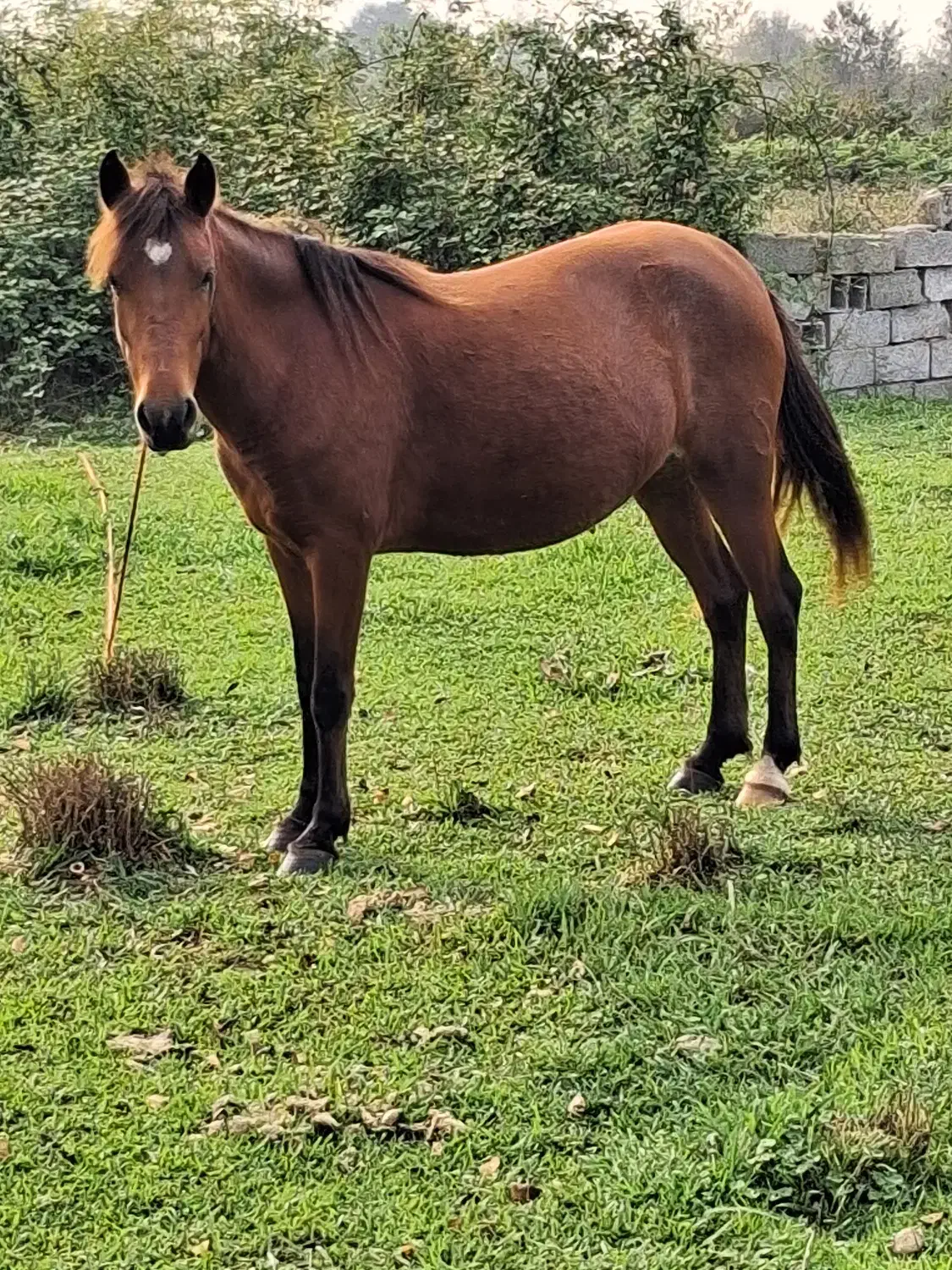 فروش مادیان ارام وخاموش|اسب و تجهیزات اسب‌سواری|لاهیجان, بازکیاگوراب|دیوار