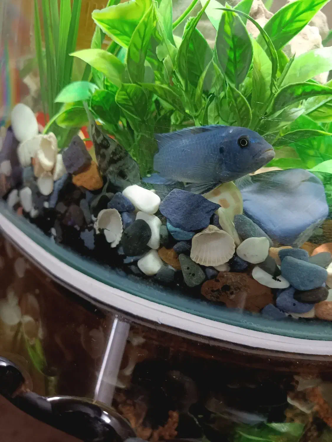 ماهی گوشت خار معاوزه با گیاه خار|ماهی|تهران, هفده شهریور|دیوار