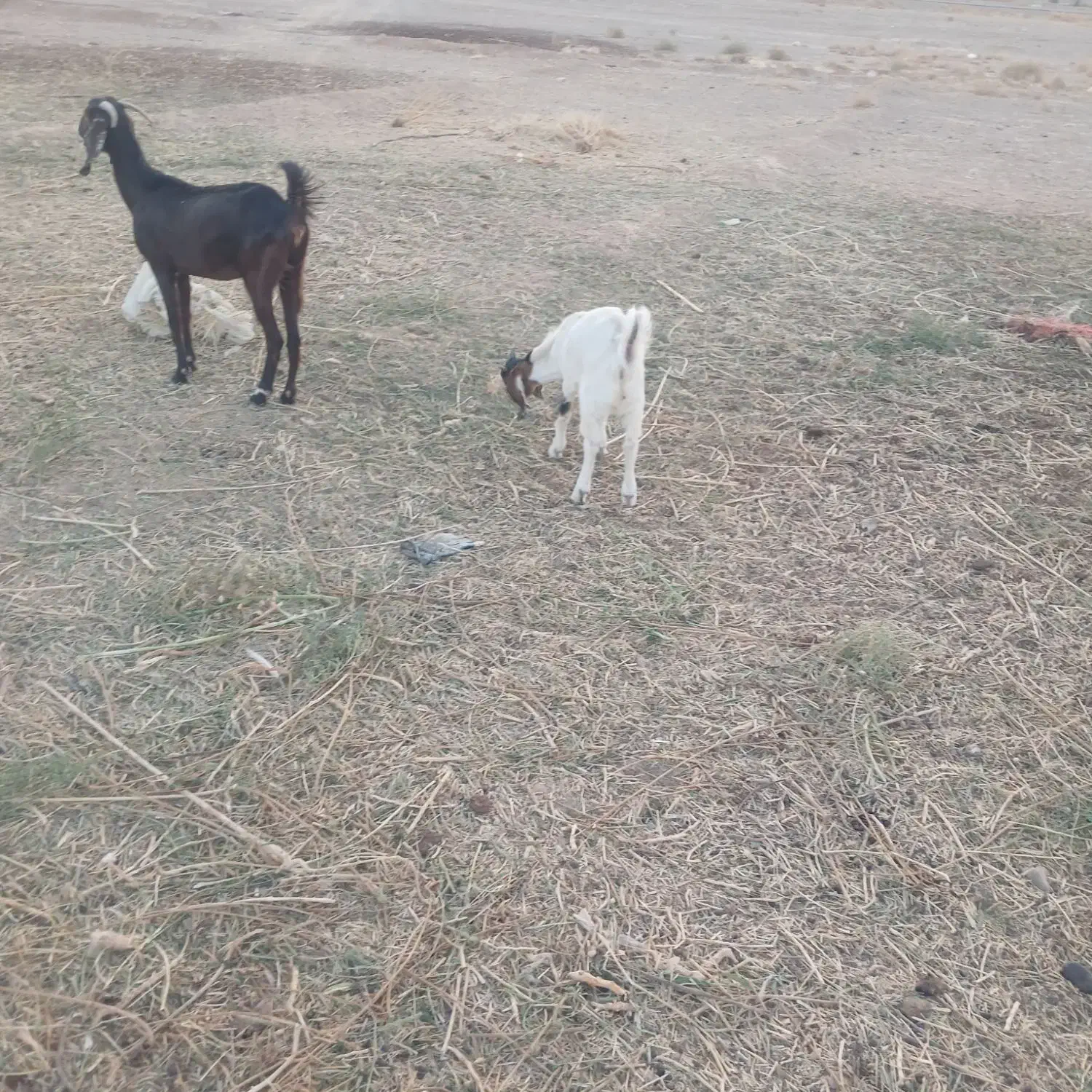 بزغاله نر|حیوانات مزرعه|شهرضا, |دیوار