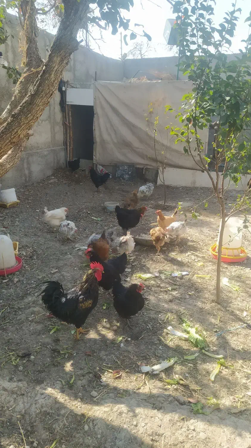 مرغ و خروس|حیوانات مزرعه|محمدشهر, جعفرآباد|دیوار