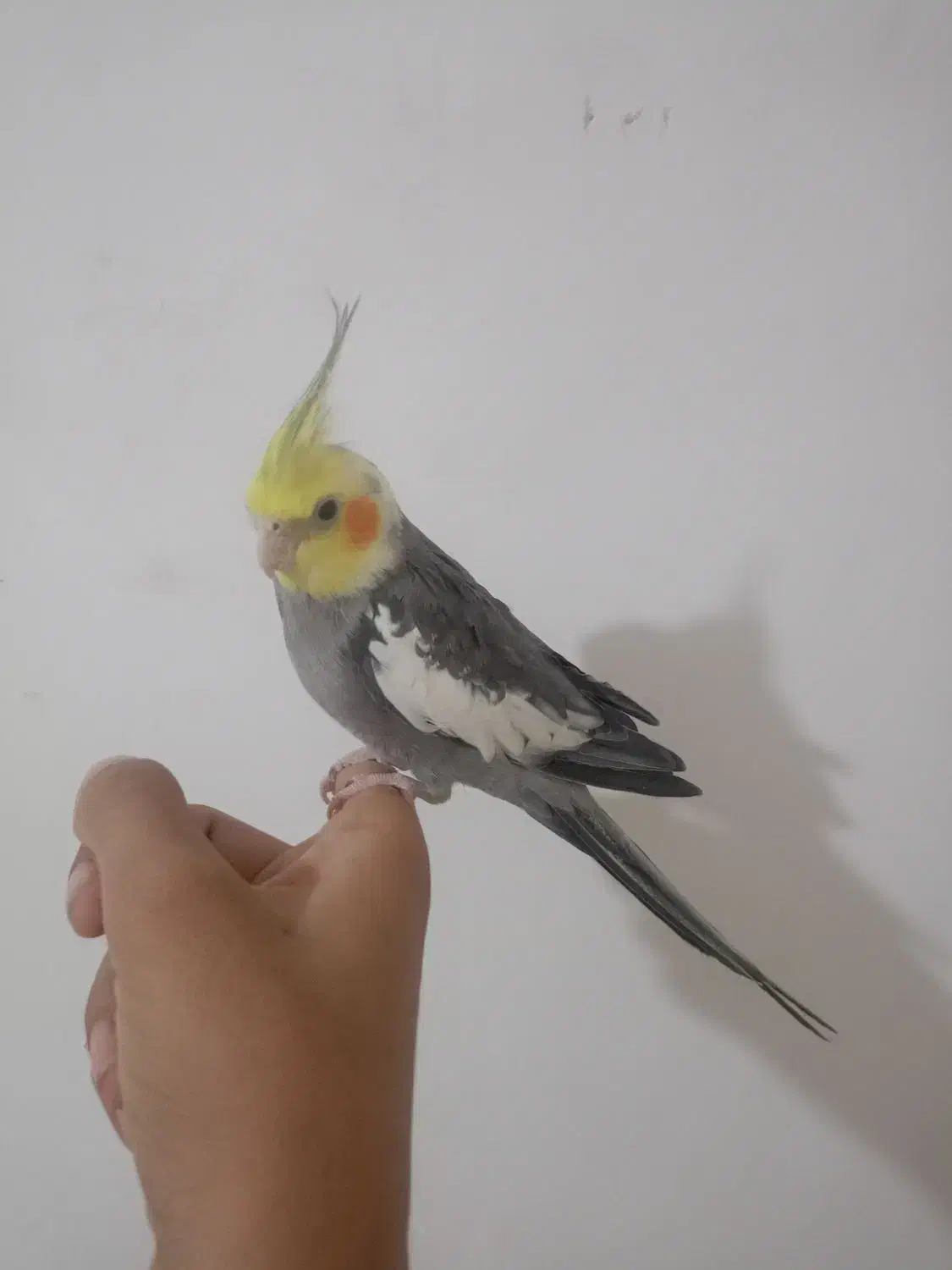 عروس هلندی|پرنده|اهواز, کیانشهر|دیوار