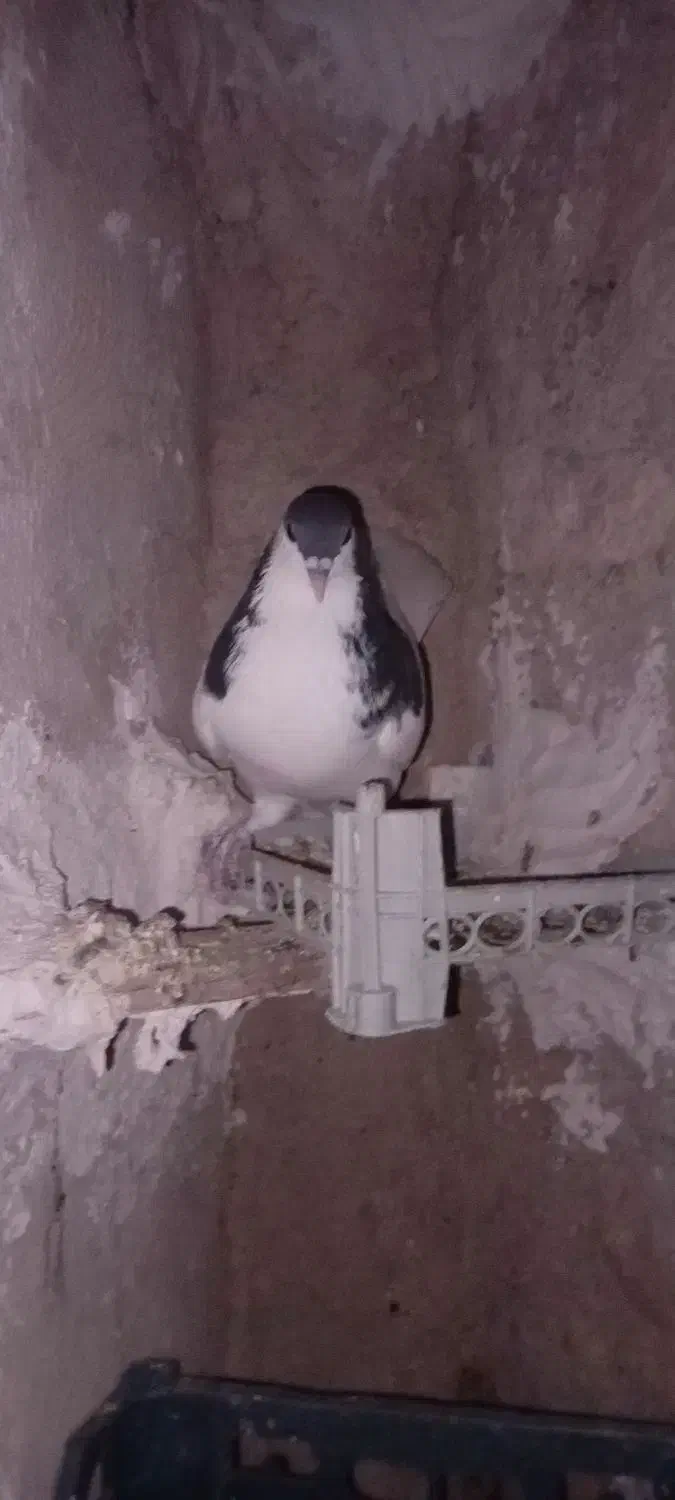 کبوتر طوقی و یال سیاه|پرنده|کازرون, |دیوار