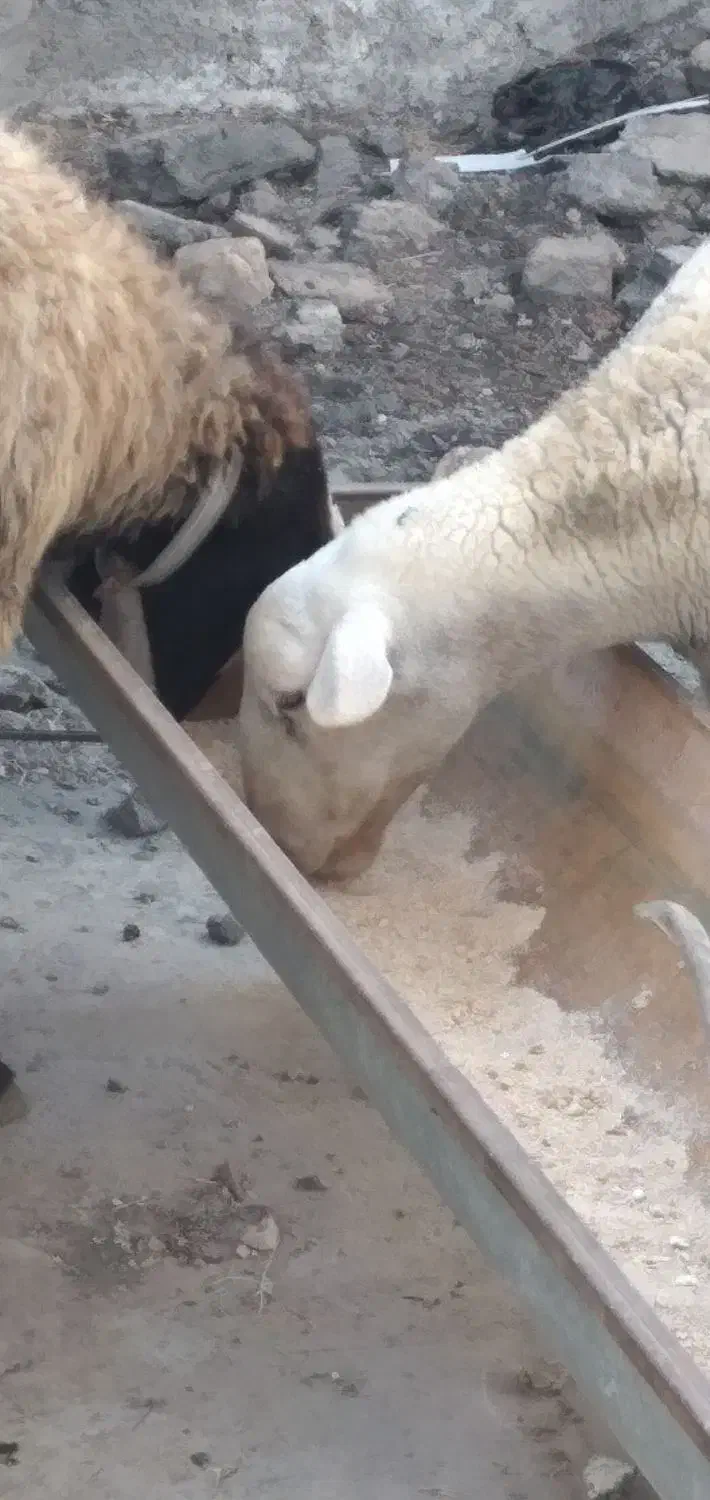 فروش امپرال اصل|حیوانات مزرعه|اقبالیه, |دیوار