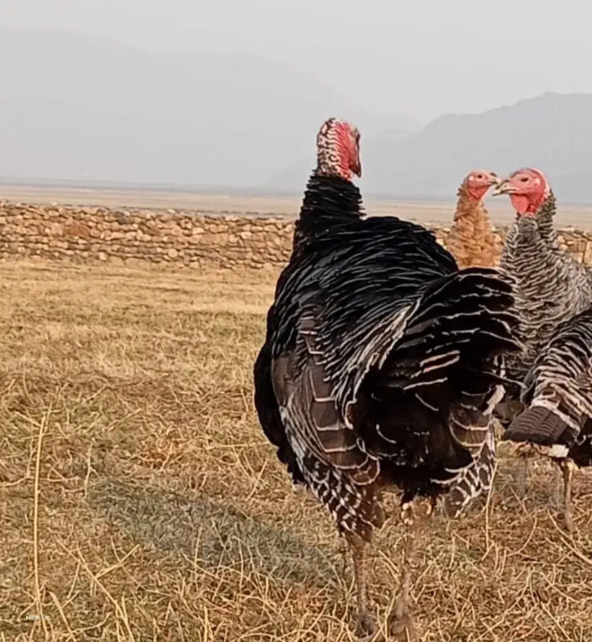 بوقلمون ۱ساله|حیوانات مزرعه|ماکو, |دیوار