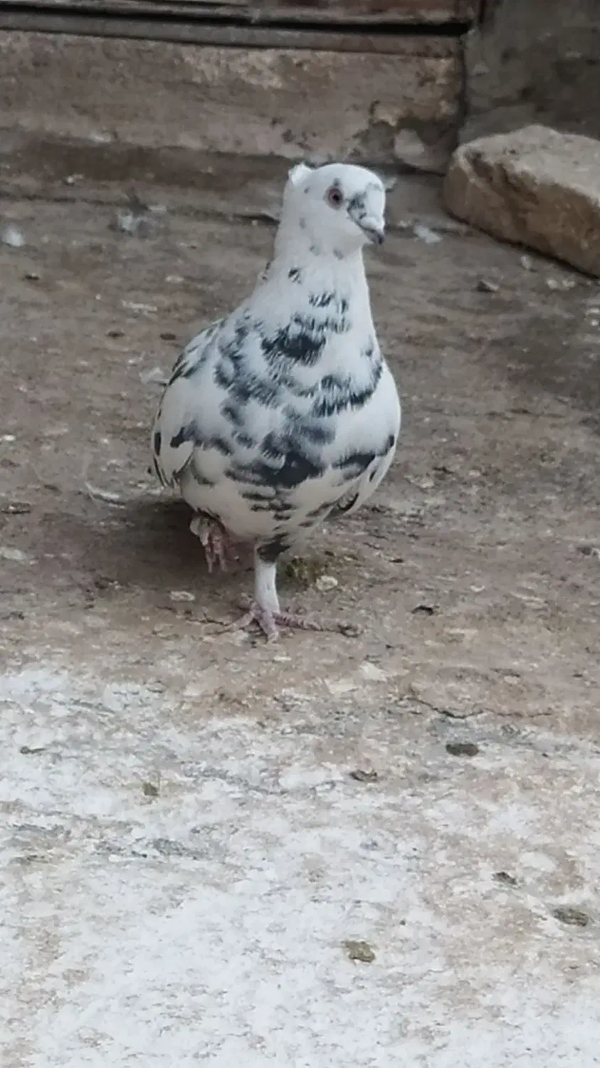 نروماده نوک ریز|پرنده|قم, کیوانفر|دیوار