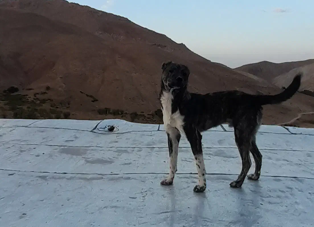 سگ افغان|سگ|آوج, |دیوار