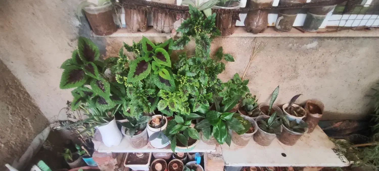 حراجی|حراج|سرپل ذهاب, |دیوار