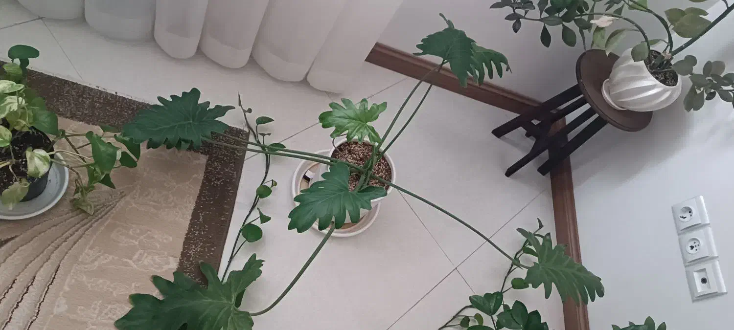 برگ انجیری سر حال|گل و گیاه طبیعی|سمنان, |دیوار