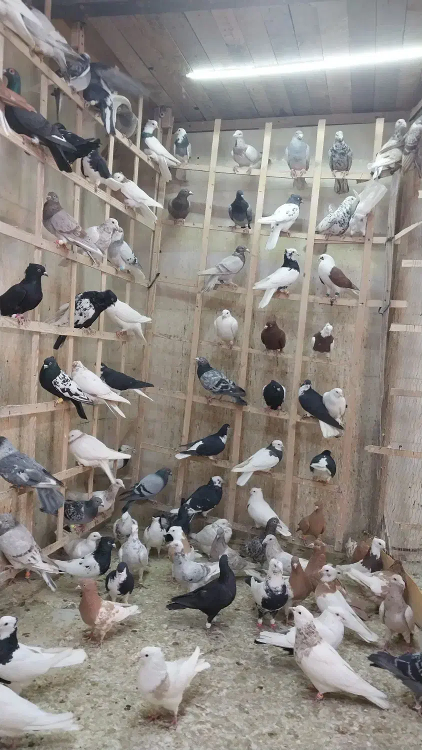 کبوتر دسته ۹۰تایی|پرنده|الوند, |دیوار