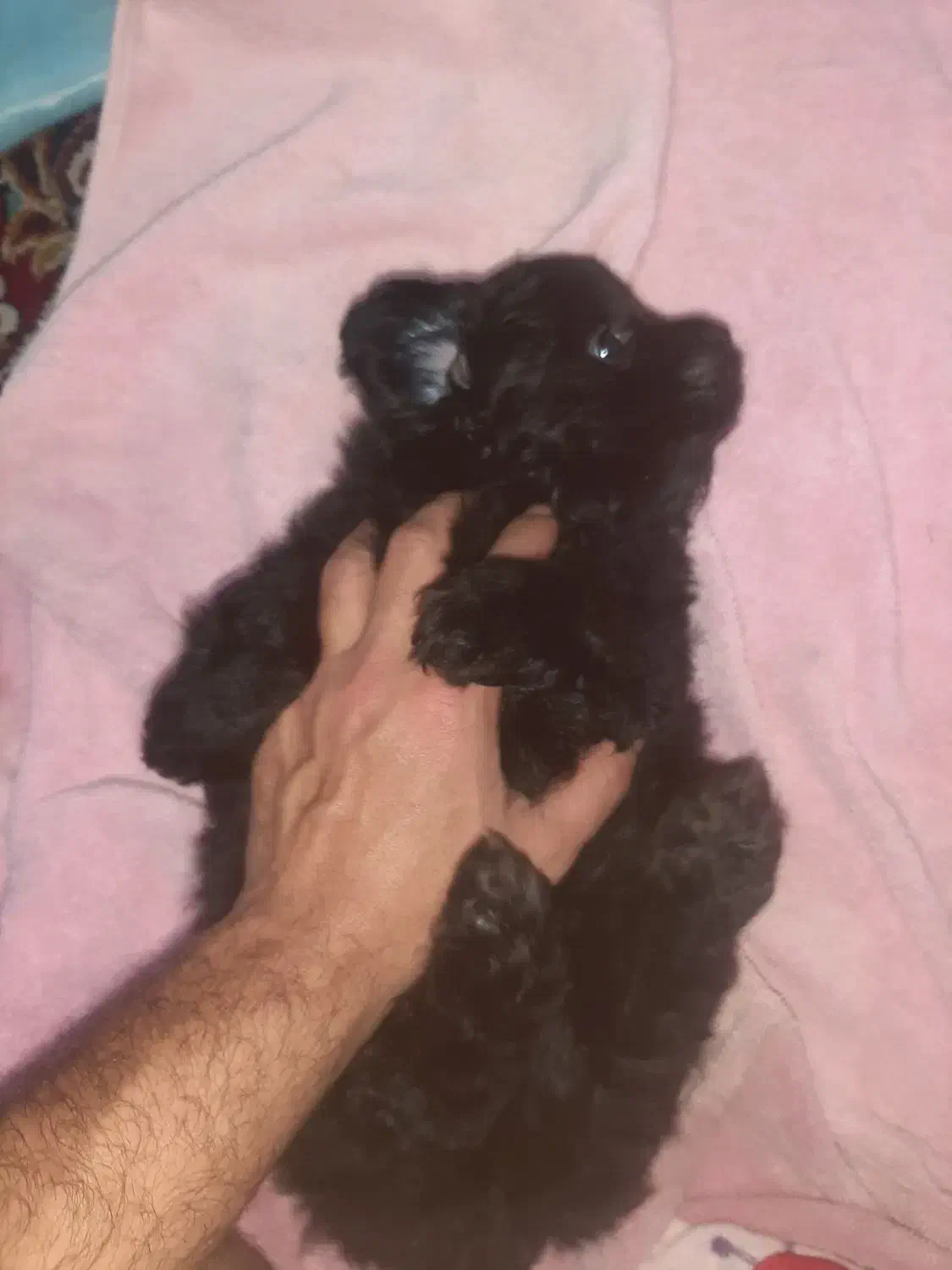 توله سگ نژاد تری یر.جنسیت نر|سگ|بندر انزلی, بشمن|دیوار