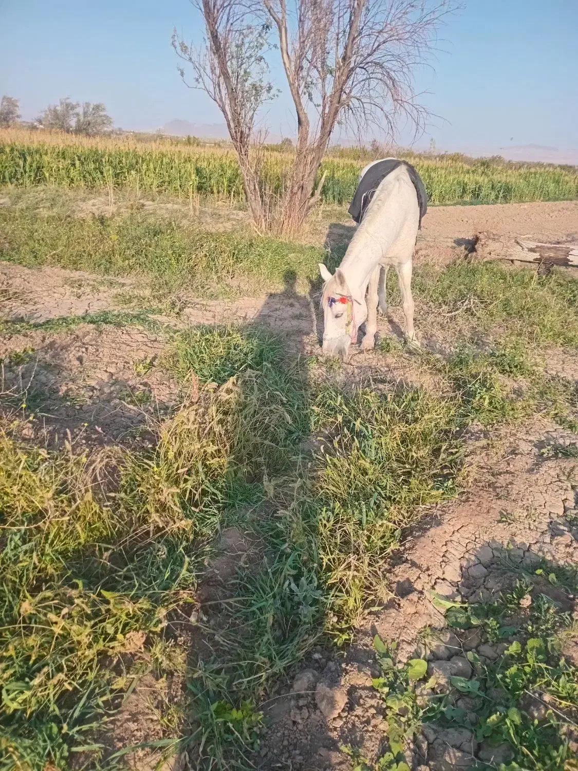 مادیون|اسب و تجهیزات اسبسواری|بسطام, |دیوار