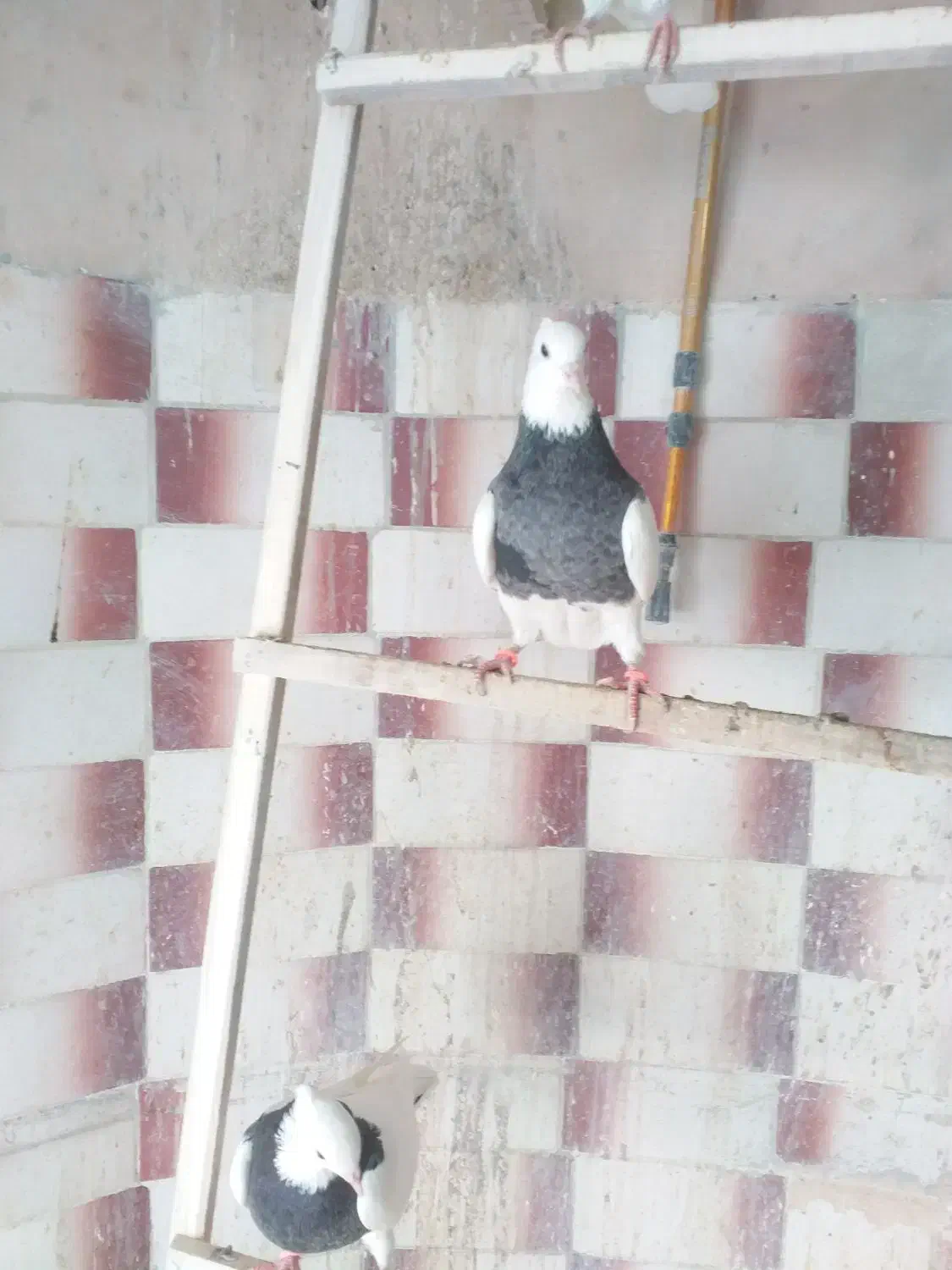 فروش ماده عتیقه|پرنده|سقز, |دیوار