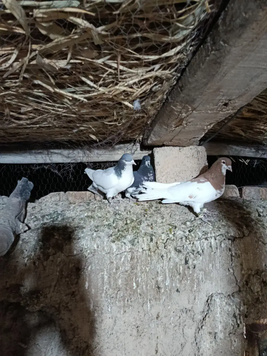 فروشی شهری|پرنده|ارسنجان, |دیوار