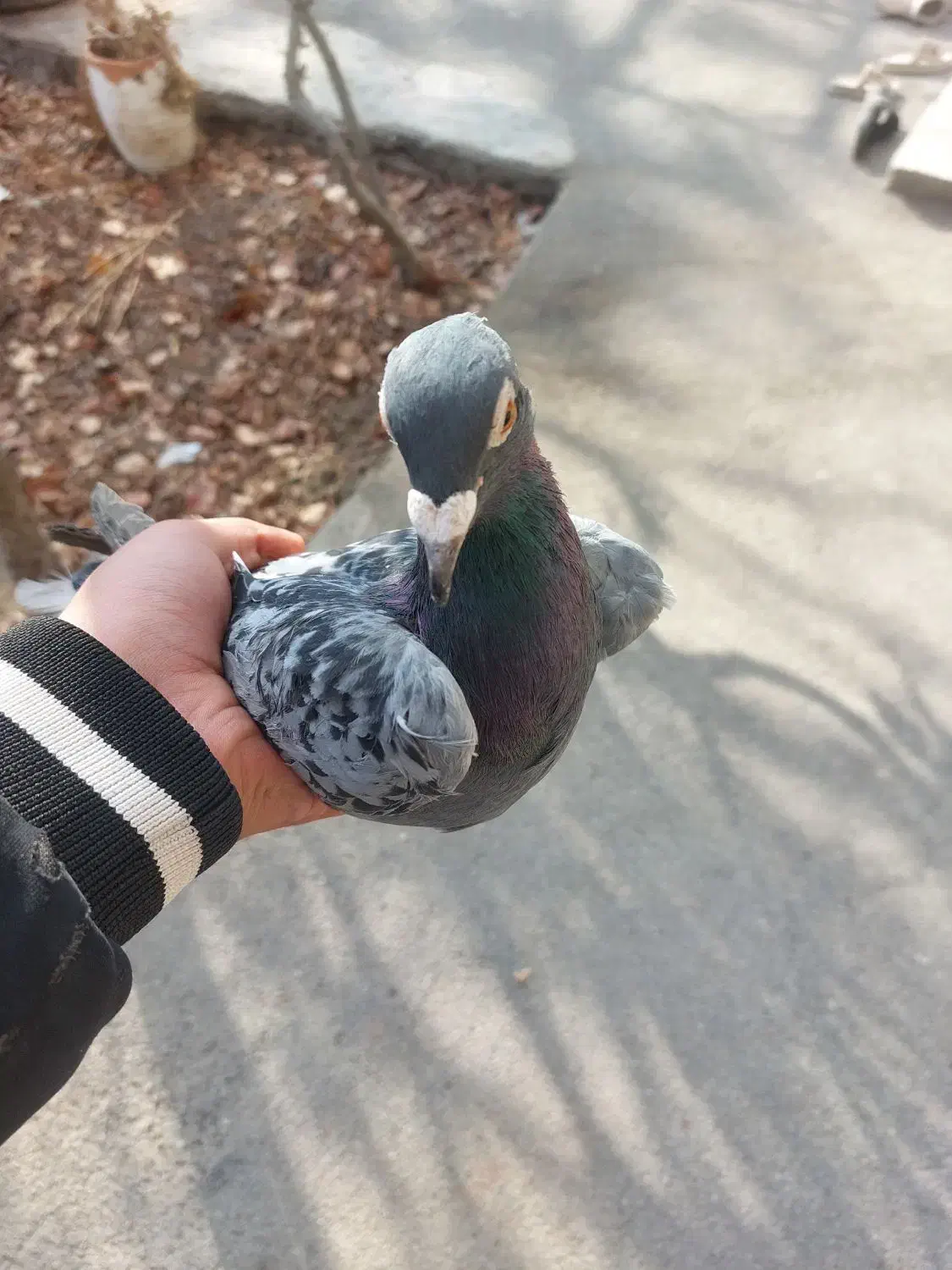 مسافتی د|پرنده|سلماس, |دیوار