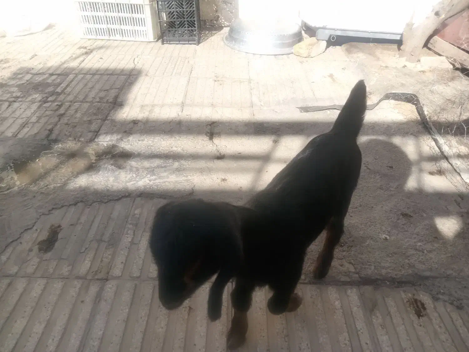 کهرماده|حیوانات مزرعه|شیراز, دارالرحمه|دیوار