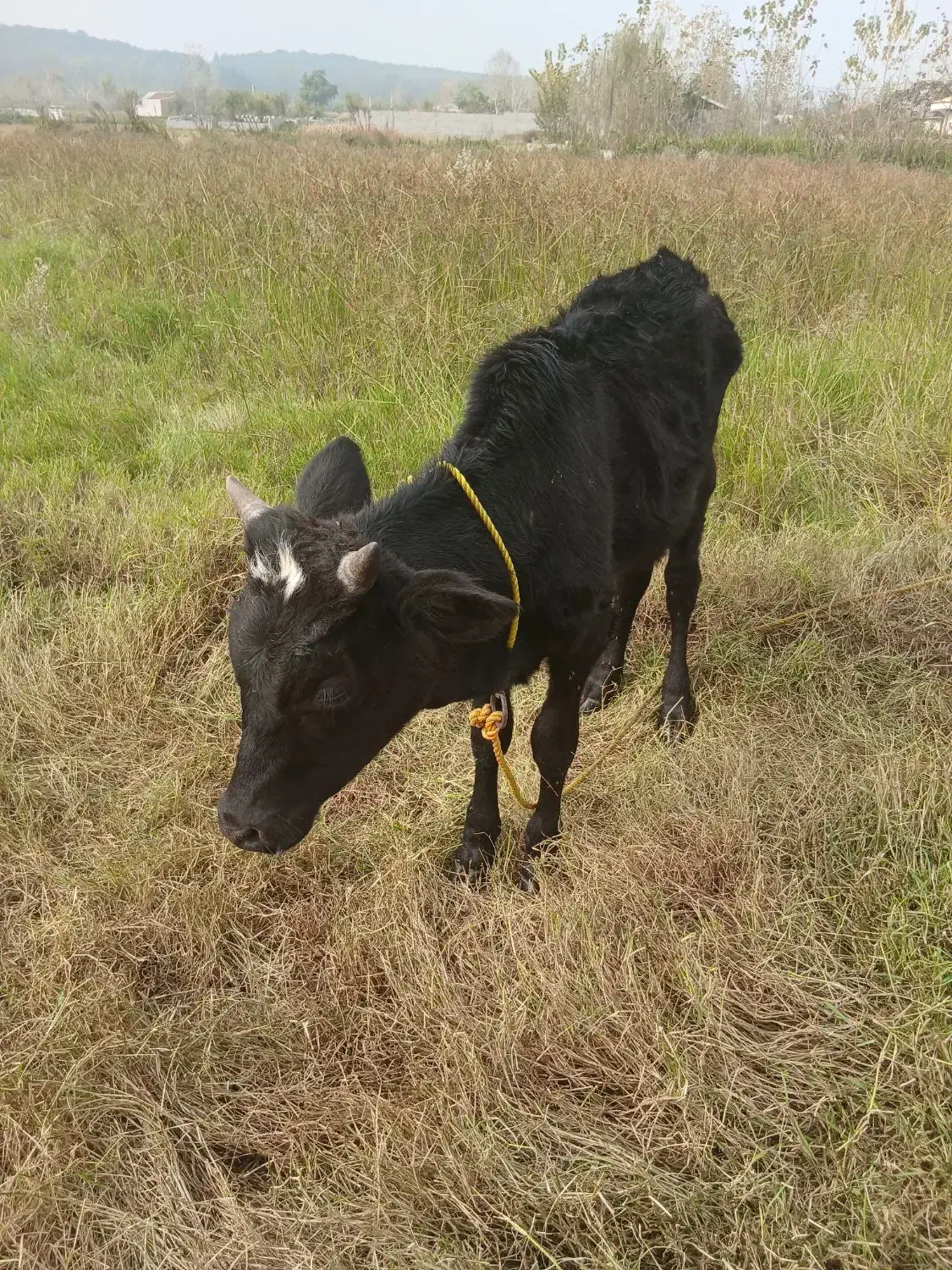 ورزا کوله|حیوانات مزرعه|سنگر, |دیوار